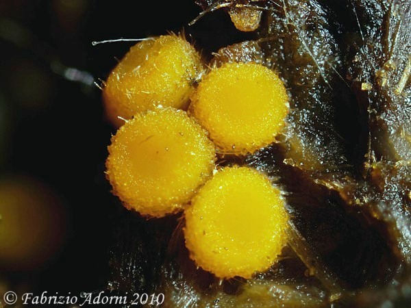 Identificazione miceti da recente rinvenimento.